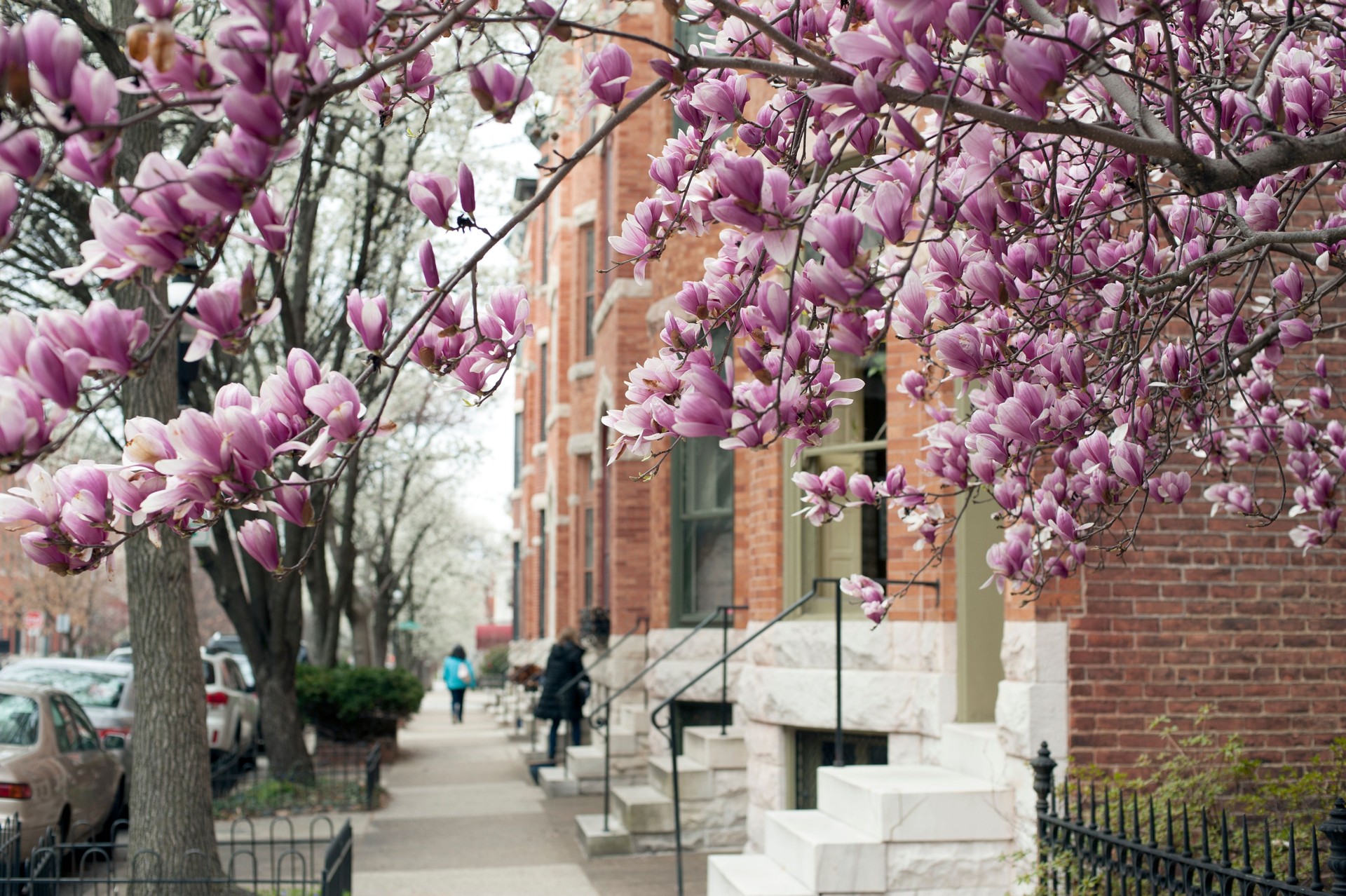 Street in Baltimore with blooming magnolia